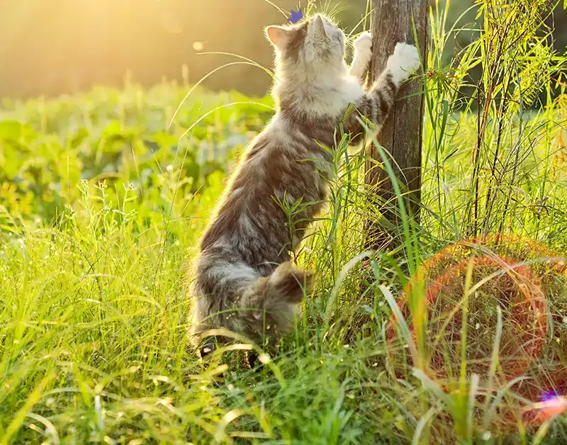 Un chat au milieu de l'herbe, fait ses griffes sur un poteau en bois. Il porte sur la tête la couronne du logo HenriCat.