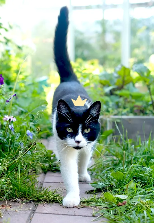 chat en balade dans un jardin