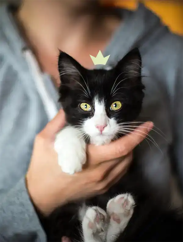 Un chat noir et blanc confiant et heureux, dans les bras d'une femme. Il porte sur la tête la couronne du logo HenriCat.