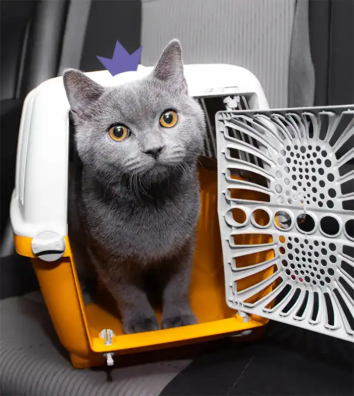 Une boite de transport à la porte ouverte. Un beau chat gris attentif en sort, il porte sur la tête la couronne du logo HenriCat.