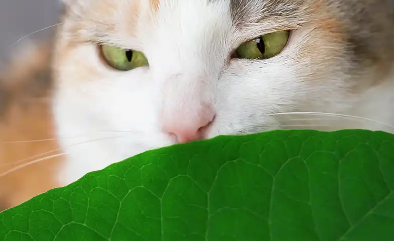 Un chat blanc et roux renifle une grande feuille verte juste devant son nez