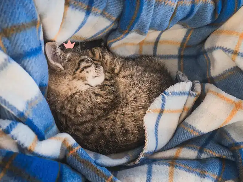 Un chat tigré gris, roulé en boule dans une couverture à carreaux moelleuse. Il porte sur la tête la couronne du logo HenriCat.