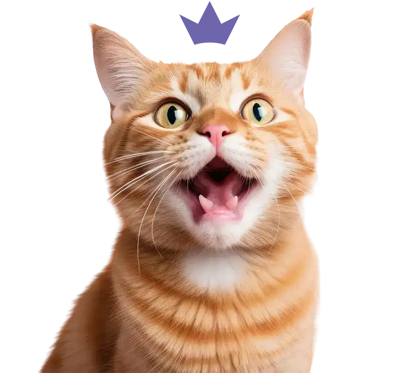 Un chat roux heureux. La gueule entrouverte, il semble sourire. Il porte sur la tête la couronne du logo HenriCat.