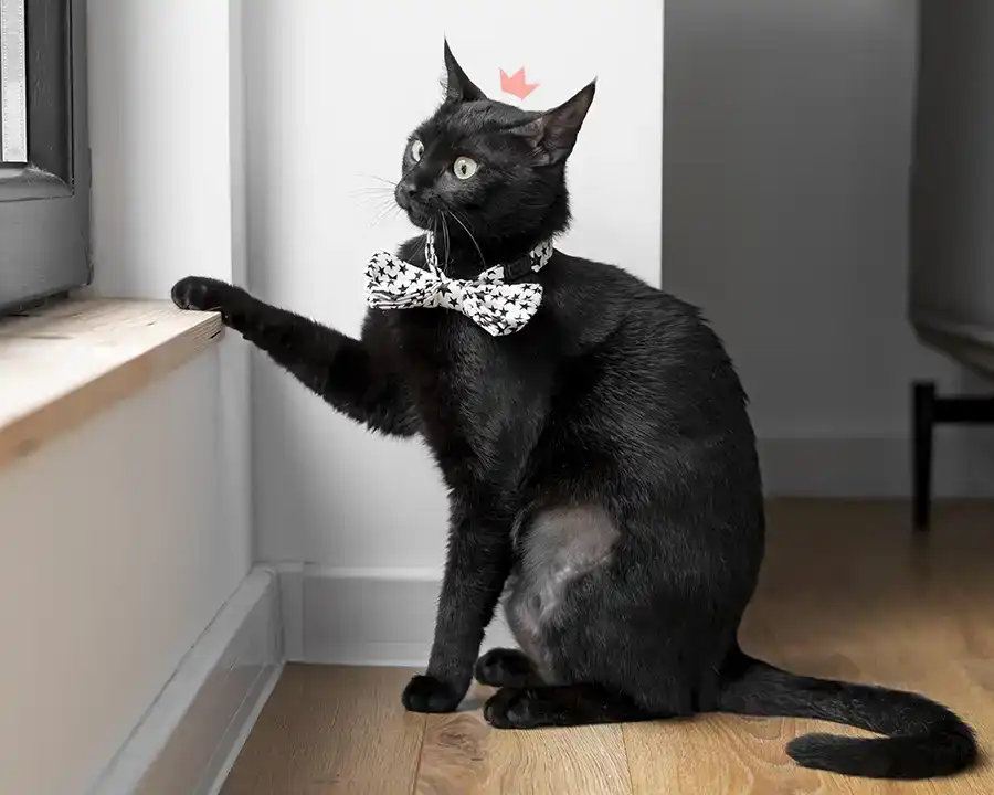 Un chat noir fin, aux yeux verts qui louchent légèrement. Assis devant une fenêtre, la patte sur le rebord, il regarde l'extérieur. Il porte sur la tête la couronne du logo HenriCat.