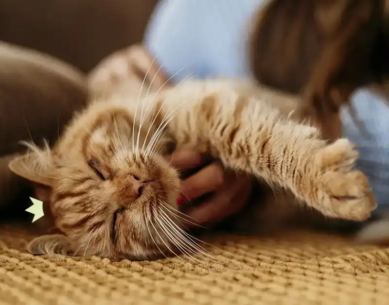 Chat roux allongé au sol, une femme lui gratte le cou et le ventre. Le chat porte sur la tête la couronne du logo HenriCat.