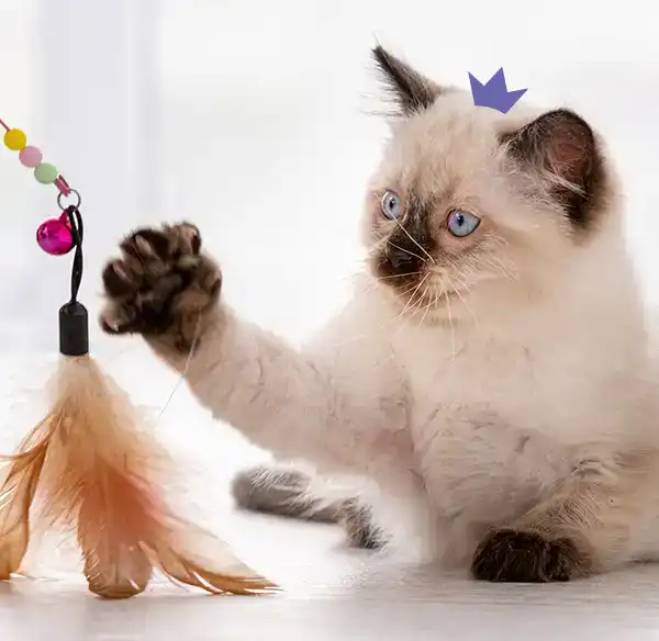 Un chaton blanc et gris joue. Il attrape avec sa patte, une plume qu'on agite sous son nez.  il porte sur la tête la couronne du logo HenriCat.