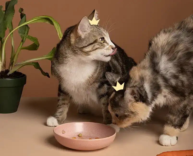 Deux chats devant une gamelle de nourriture presque vide. L'un regarde ailleurs sûrement attiré par un bruit. L'autre renifle la gamelle. Chacun porte sur sa tête la couronne du logo HenriCat.